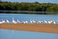 American White Pelicans Royalty Free Stock Photo