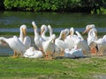 American White Pelicans Royalty Free Stock Photo