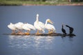 American white pelicans and black cormorants resting on floating log in Colorado Royalty Free Stock Photo