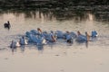 American White Pelicans feeding on Sanibel Island, Florida. Royalty Free Stock Photo