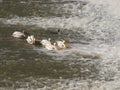 American White Pelicans Fish Below Dam Discharge Royalty Free Stock Photo