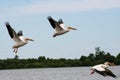 American White Pelicans in Flight Royalty Free Stock Photo