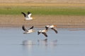 American White Pelicans in flight Royalty Free Stock Photo