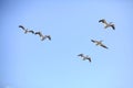 5 American White Pelicans Flying Royalty Free Stock Photo