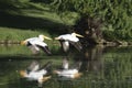 American White Pelicans flying in formation Royalty Free Stock Photo