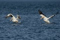 American white pelicans flying Royalty Free Stock Photo