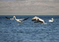 American white pelicans flying Royalty Free Stock Photo