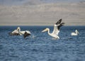 American white pelicans flying Royalty Free Stock Photo