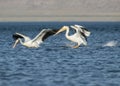 American white pelicans flying Royalty Free Stock Photo