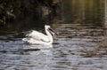 American White Pelicans Royalty Free Stock Photo