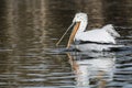 American White Pelicans Royalty Free Stock Photo