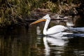 American White Pelicans Royalty Free Stock Photo