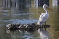 American White Pelicans Royalty Free Stock Photo