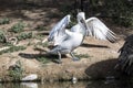 American White Pelicans Royalty Free Stock Photo