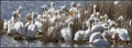 American White Pelicans resting before long flight Royalty Free Stock Photo