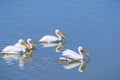 American white pelicans, Shoreline Park, Mountain View, California Royalty Free Stock Photo