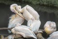 American white pelicans sleeping in a group Royalty Free Stock Photo