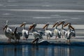 American White Pelicans Standing on Ice