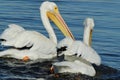 American white pelicans swimming close up Royalty Free Stock Photo