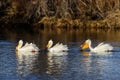 Migratory birds in Colorado. American White Pelican in a mountain lake Royalty Free Stock Photo