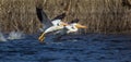 American White Pelicans Royalty Free Stock Photo