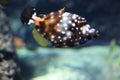 American white-spotted filefish