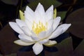 American White Water Lily  704204 Royalty Free Stock Photo