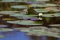 American White Water Lily, Nymphaea odorata Royalty Free Stock Photo