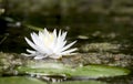 American White Water Lily flower blooming on a lily pad in the Okefenokee Swamp, Georgia Royalty Free Stock Photo