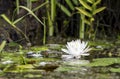 American White Water Lily flower blooming on a lily pad in the Okefenokee Swamp, Georgia Royalty Free Stock Photo