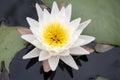 American White Water Lily flower blooming in the Okefenokee Swamp