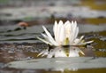 American White Water Lily pad and flower floating in Okefenokee National Wildlife Refuge, Georgia USA Royalty Free Stock Photo