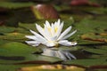 American White Water Lily on an Ontario Lake Royalty Free Stock Photo