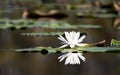 American White Water Lily pad flower reflection in water Royalty Free Stock Photo