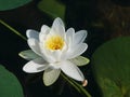 American White Water Lily Wisconsin Royalty Free Stock Photo