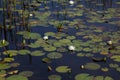 American white waterlilies blooming natural and wild in black reflective water with reeds and lily pads Royalty Free Stock Photo