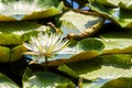 American White Waterlily in Marsh Area