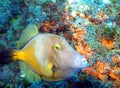 An American Whitespotted Filefish Checks Out a Diver Royalty Free Stock Photo