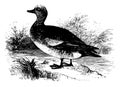 American Widgeon vintage illustration