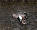 American Wigeon