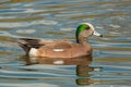 American Wigeon