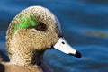 American Wigeon