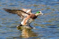 American Wigeon