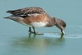 American Wigeon - Anas americana Royalty Free Stock Photo