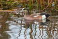 American Wigeon or Baldpate Royalty Free Stock Photo