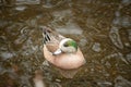 American Wigeon dock swimming in a pond Royalty Free Stock Photo