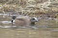 American Wigeon Drake Royalty Free Stock Photo