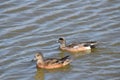 American Wigeon Duck Royalty Free Stock Photo