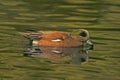 American Wigeon Duck Royalty Free Stock Photo