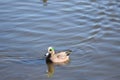 American Wigeon Duck Royalty Free Stock Photo